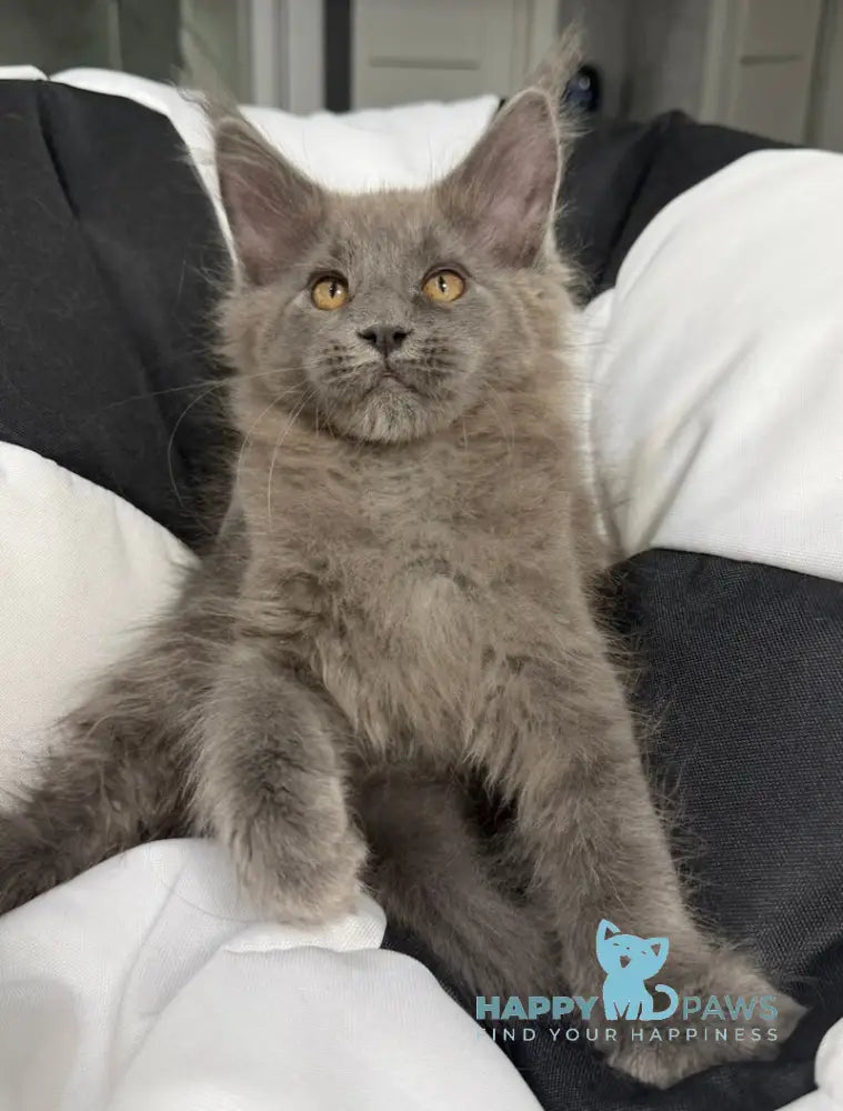 Asqar Maine Coon male blue live animals