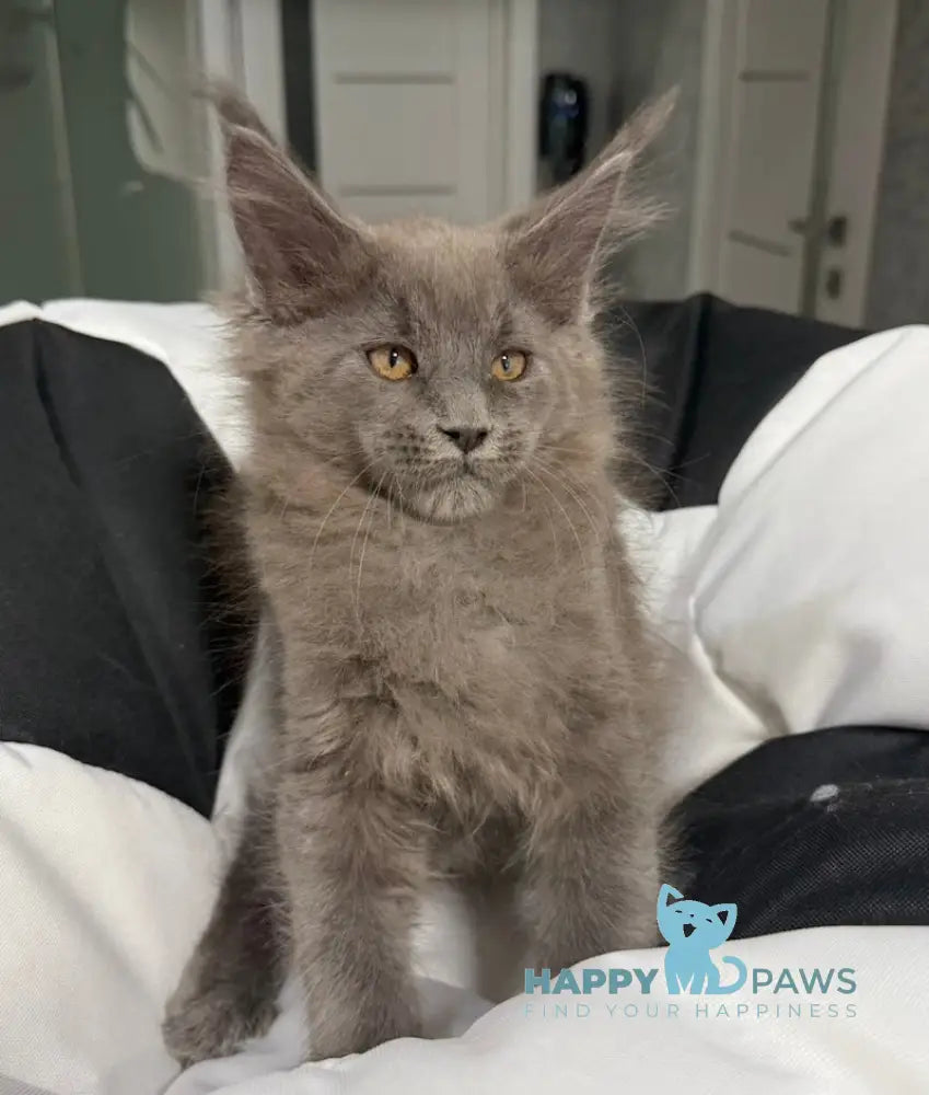 Asqar Maine Coon male blue live animals