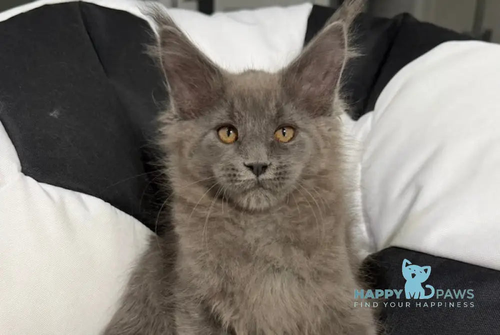 Asqar Maine Coon male blue live animals