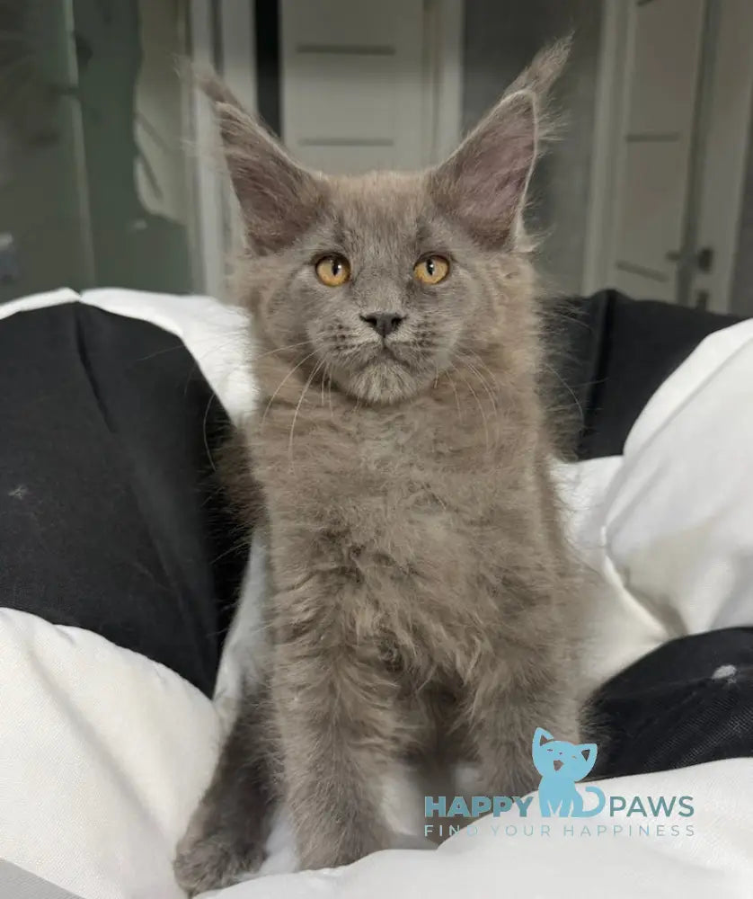Asqar Maine Coon male blue live animals