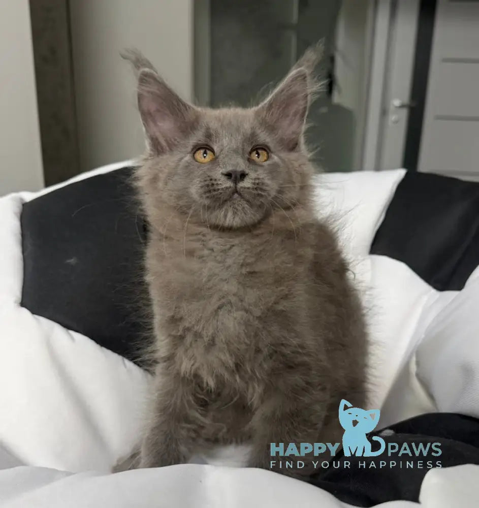 Asqar Maine Coon male blue live animals