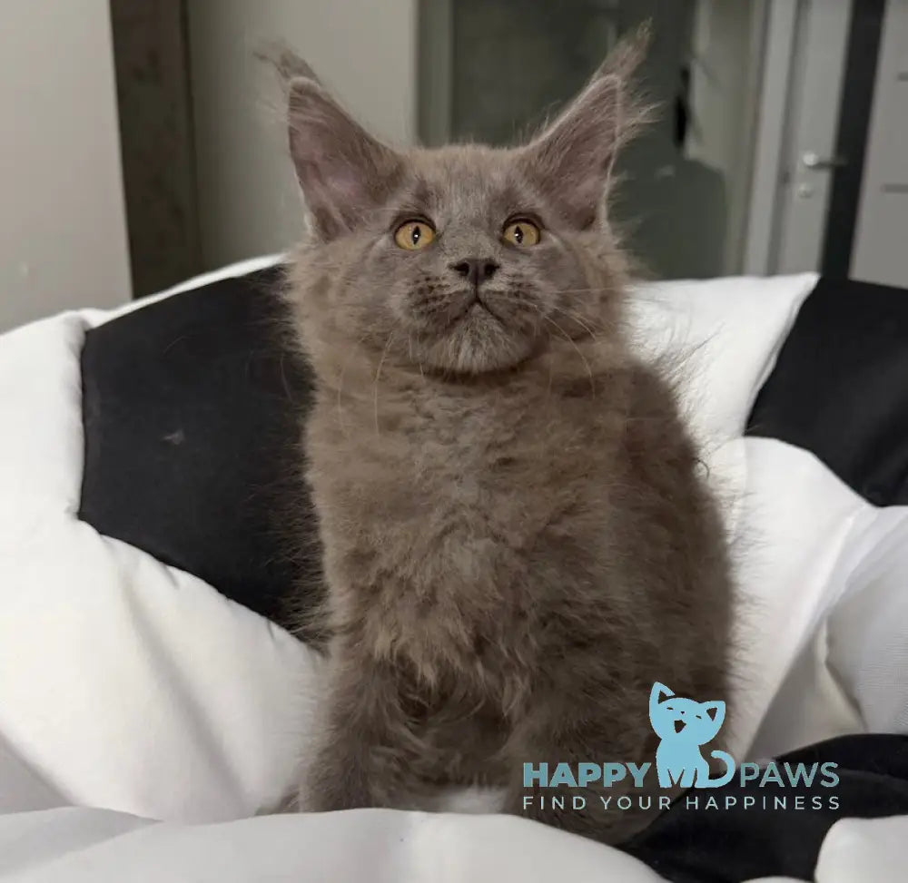 Asqar Maine Coon male blue live animals