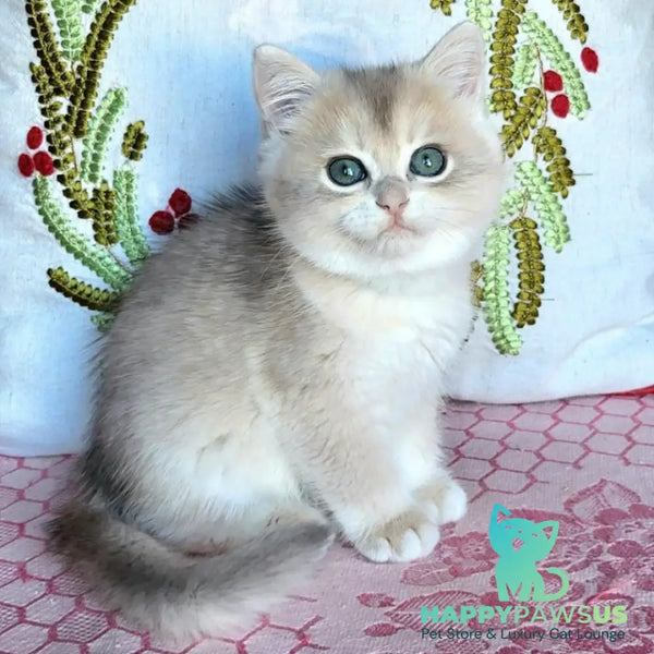 Assol British Shorthair female blue golden chinchilla - live animals
