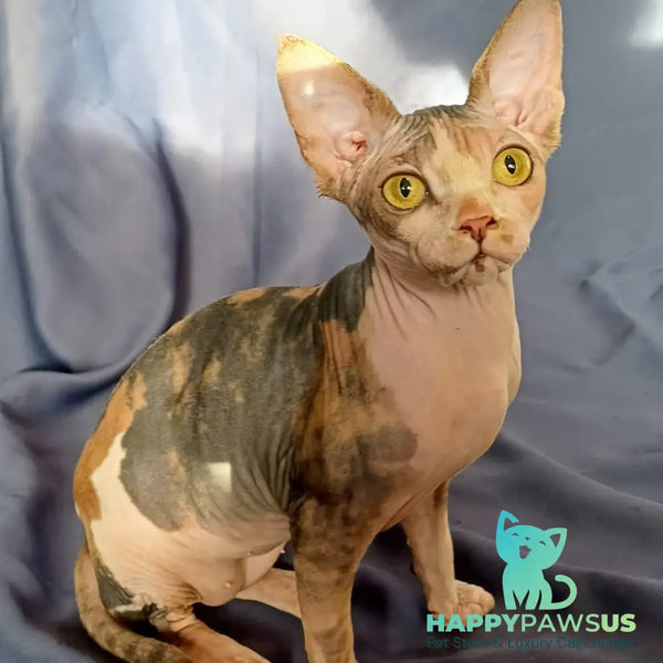 Assol Canadian Sphynx female black tortie bicolour - live animals