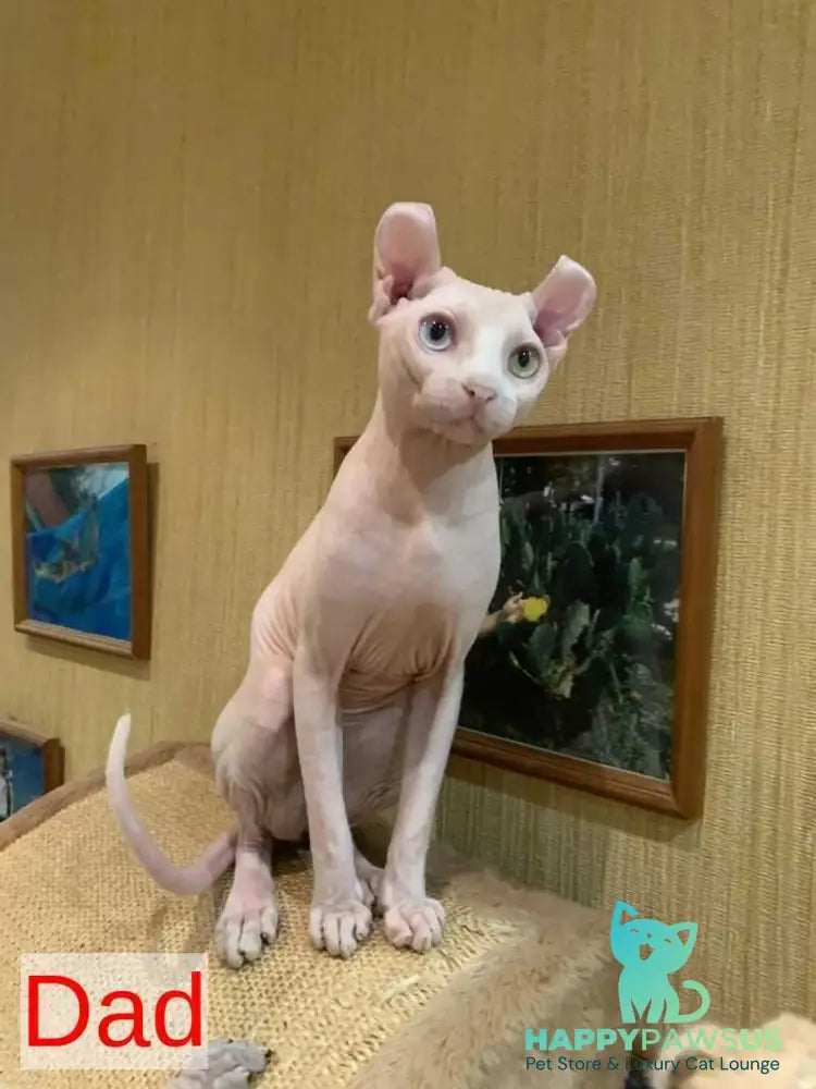 Assol Elf female white - live animals