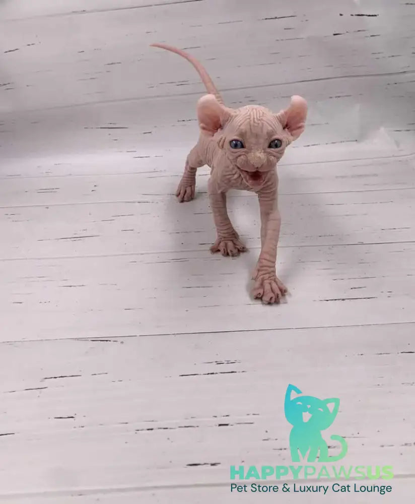 Assol Elf female white - live animals