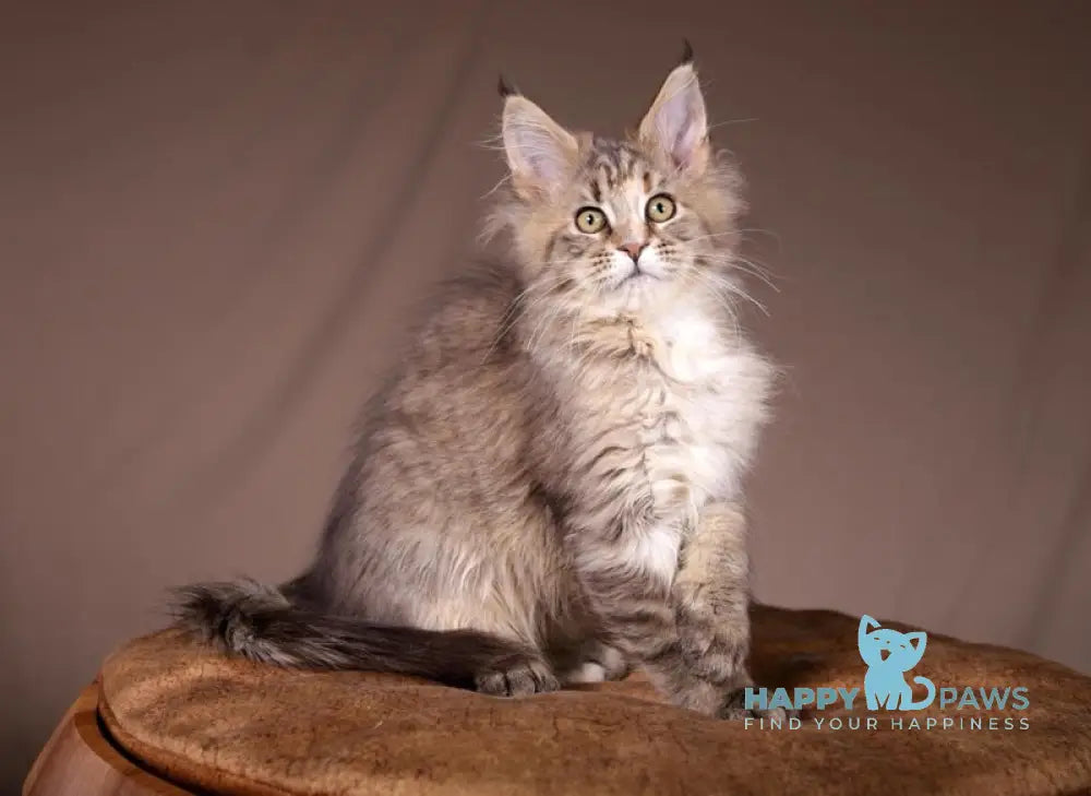 Assol Maine Coon female black tortie spotted tabby live animals