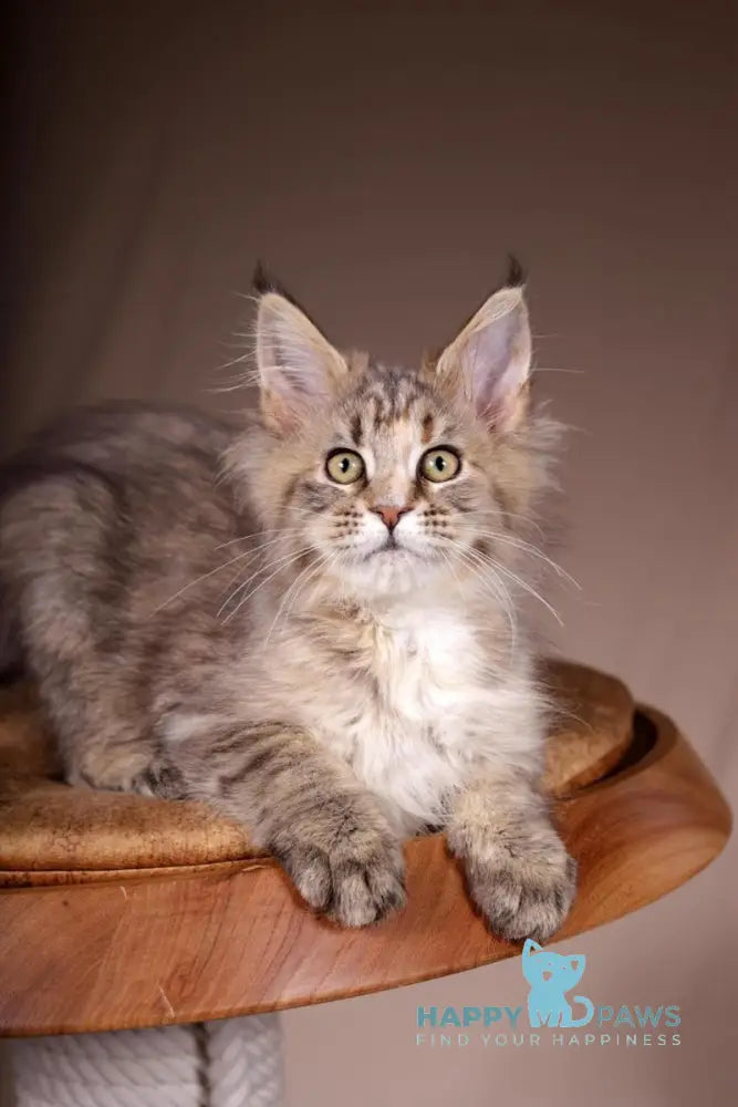 Assol Maine Coon female black tortie spotted tabby live animals