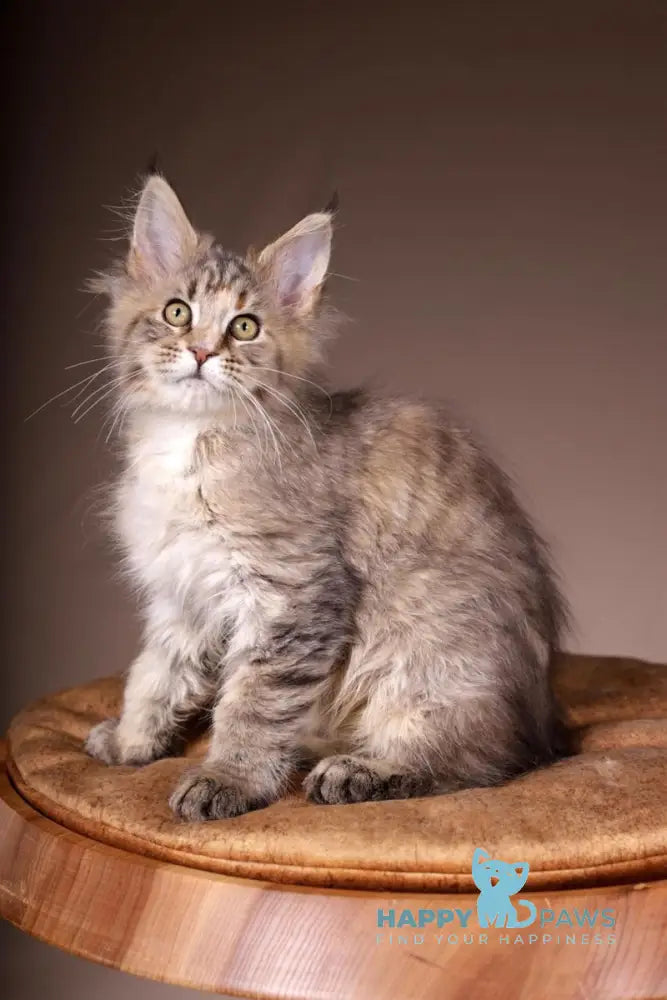 Assol Maine Coon female black tortie spotted tabby live animals
