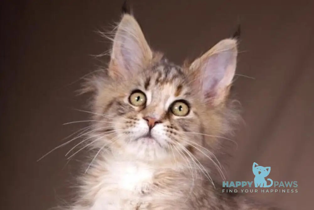 Assol Maine Coon female black tortie spotted tabby live animals