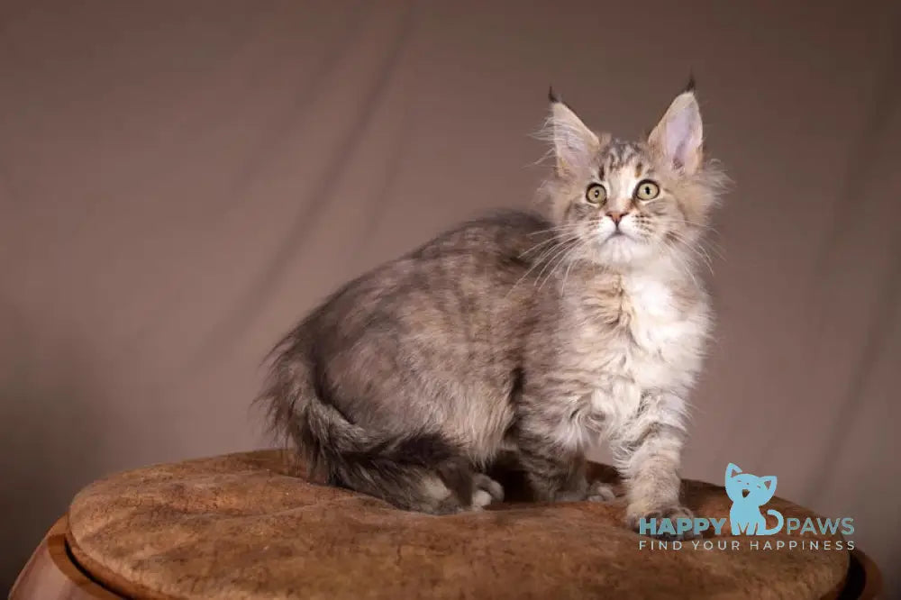 Assol Maine Coon female black tortie spotted tabby live animals