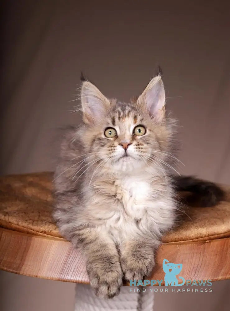 Assol Maine Coon female black tortie spotted tabby live animals