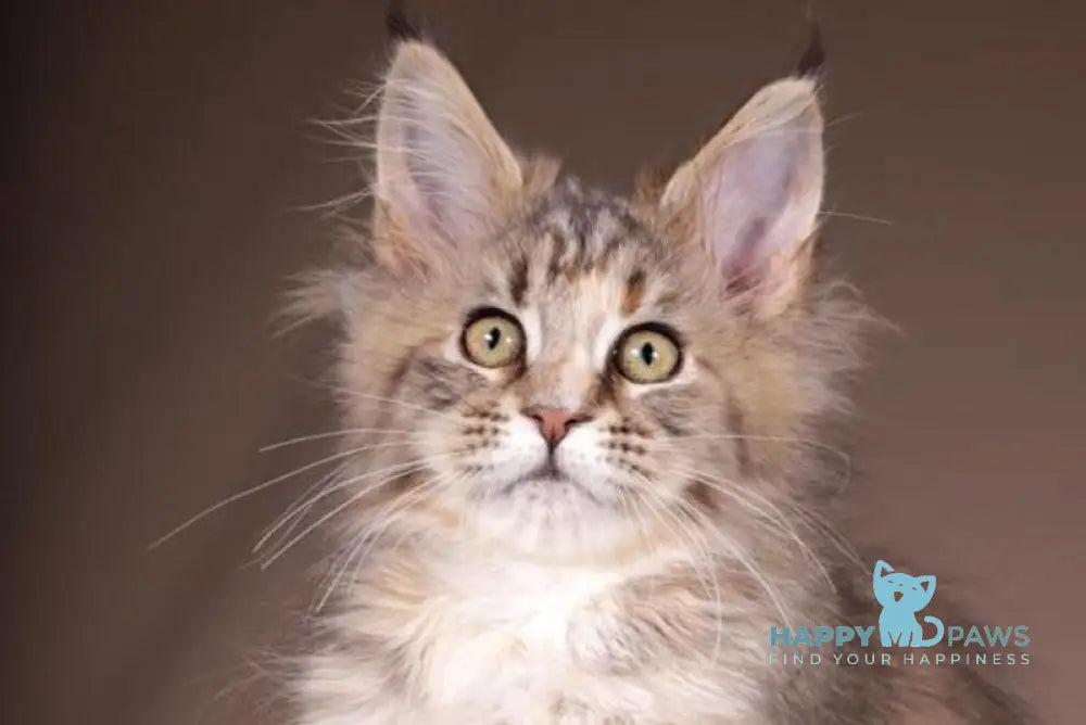 Assol Maine Coon female black tortie spotted tabby live animals