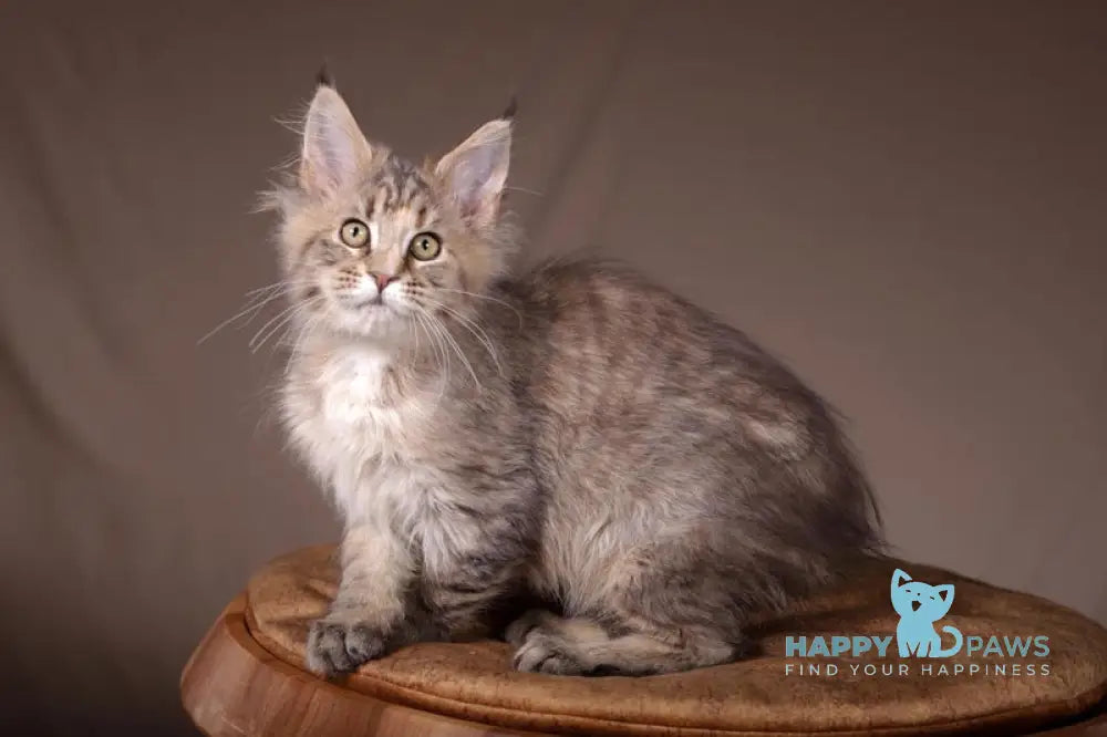 Assol Maine Coon female black tortie spotted tabby live animals