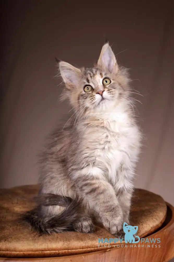 Assol Maine Coon female black tortie spotted tabby live animals