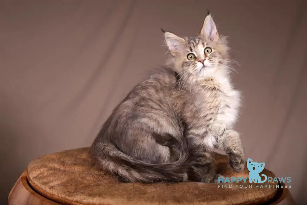 Assol Maine Coon female black tortie spotted tabby live animals