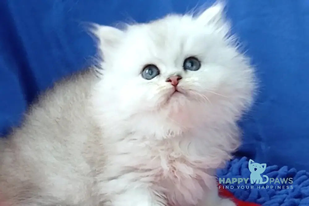 Assol Persian female black silver shaded live animals