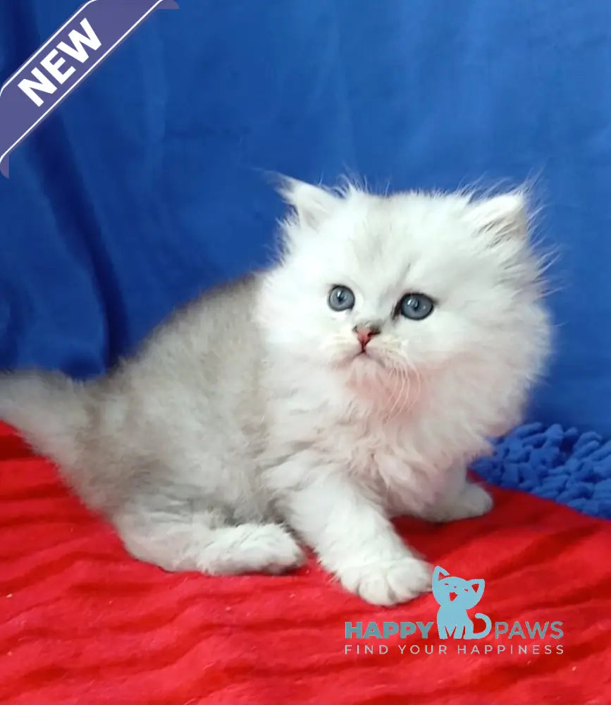 Assol Persian female black silver shaded live animals