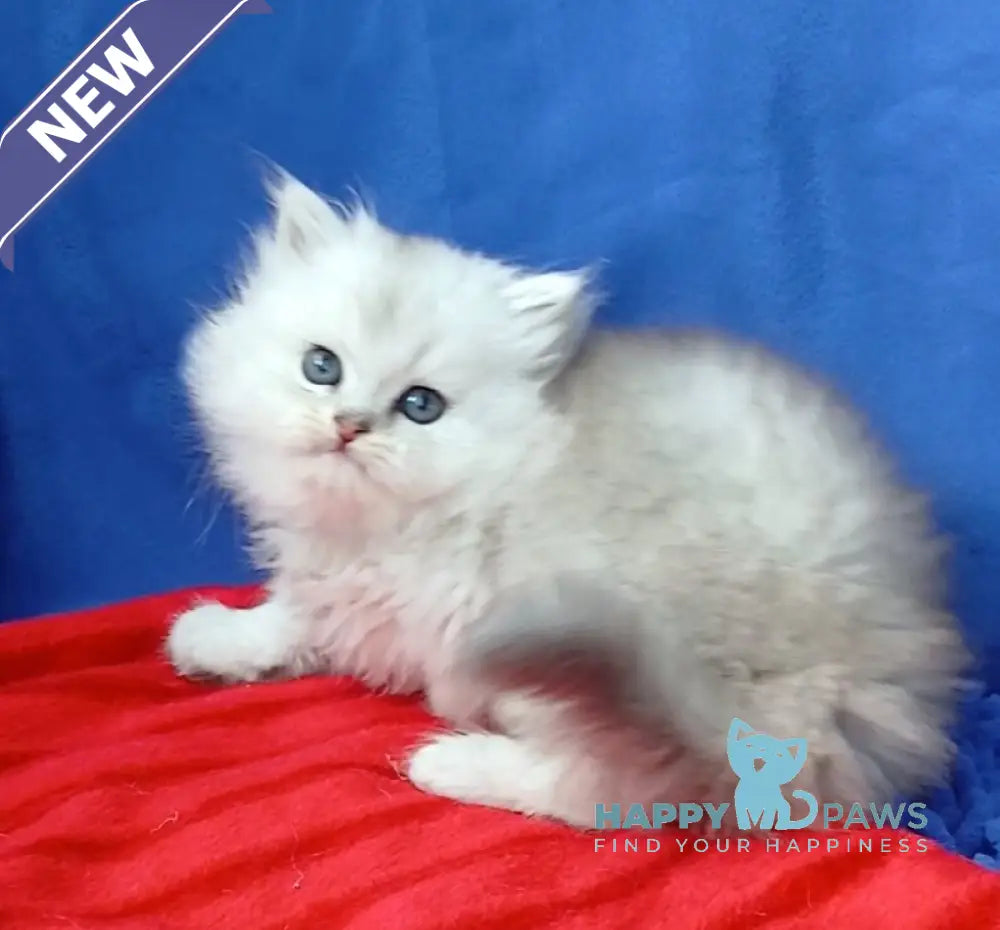 Assol Persian female black silver shaded live animals