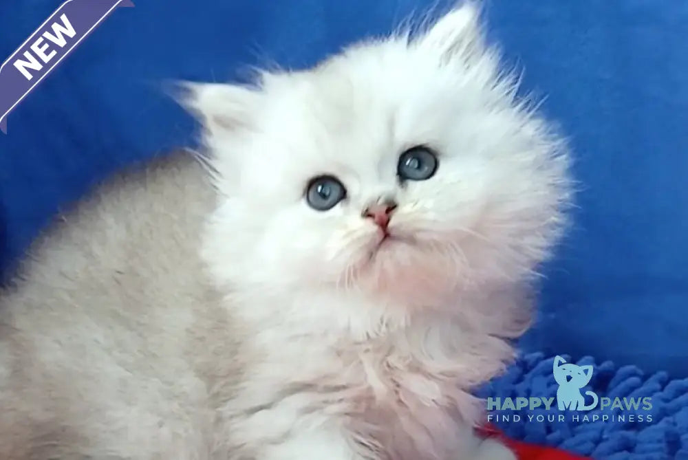 Assol Persian female black silver shaded live animals