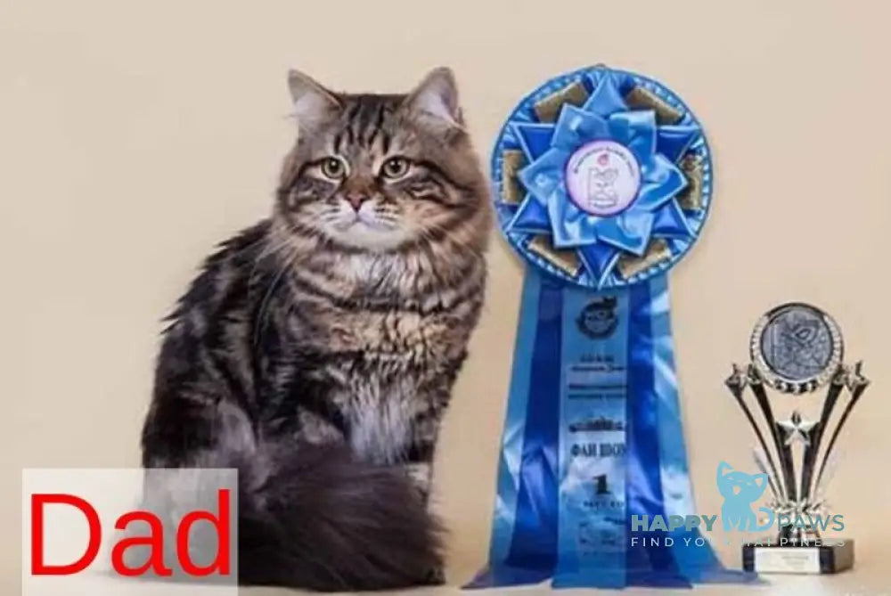 Assol Siberian female black spotted tabby live animals