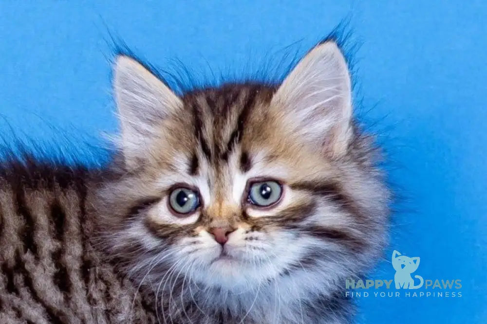 Assol Siberian female black spotted tabby live animals