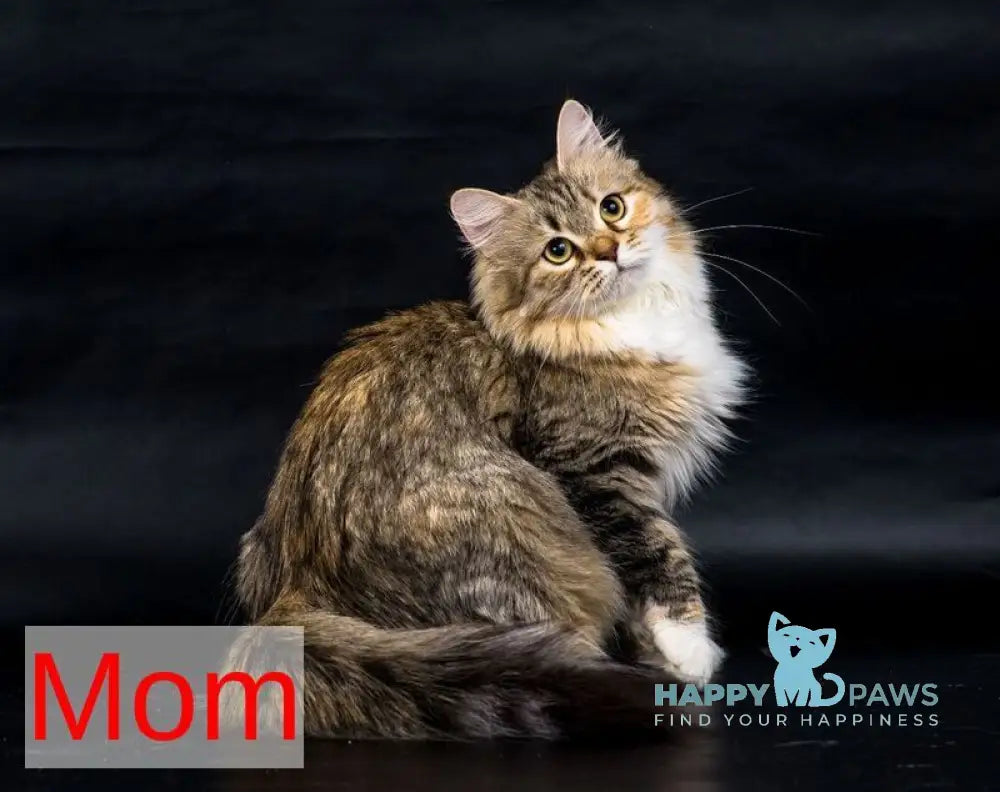 Assol Siberian female black spotted tabby live animals