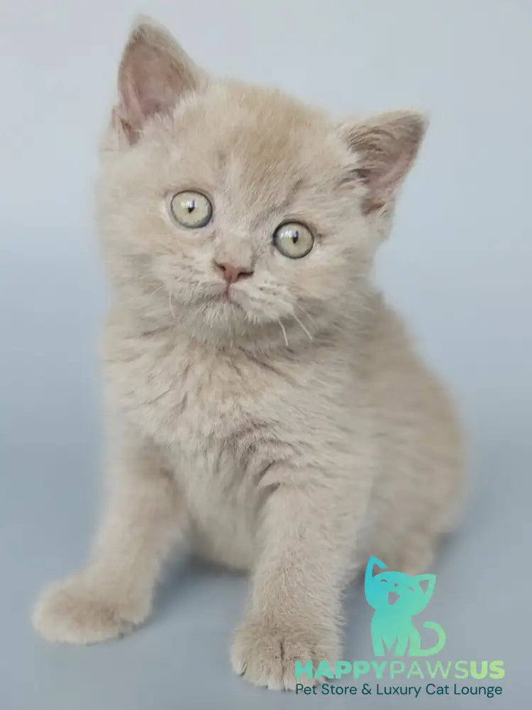 Aster British Shorthair female fawn - live animals