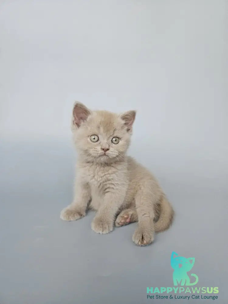 Aster British Shorthair female fawn - live animals