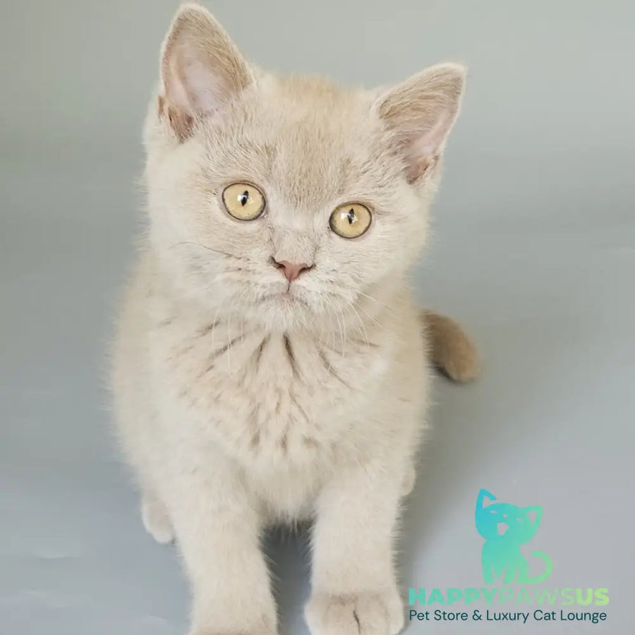 Aster British Shorthair female fawn - live animals