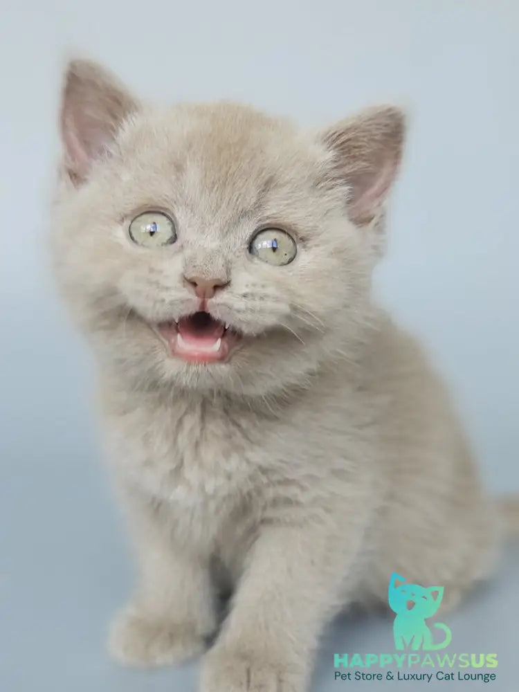Aster British Shorthair female fawn - live animals