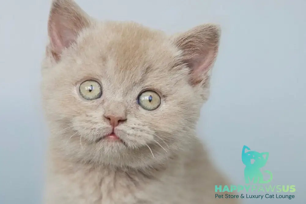 Aster British Shorthair female fawn - live animals