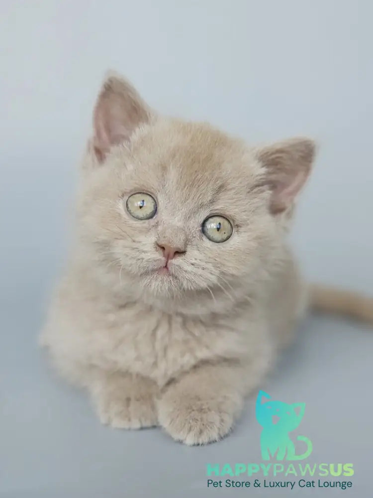 Aster British Shorthair female fawn - live animals