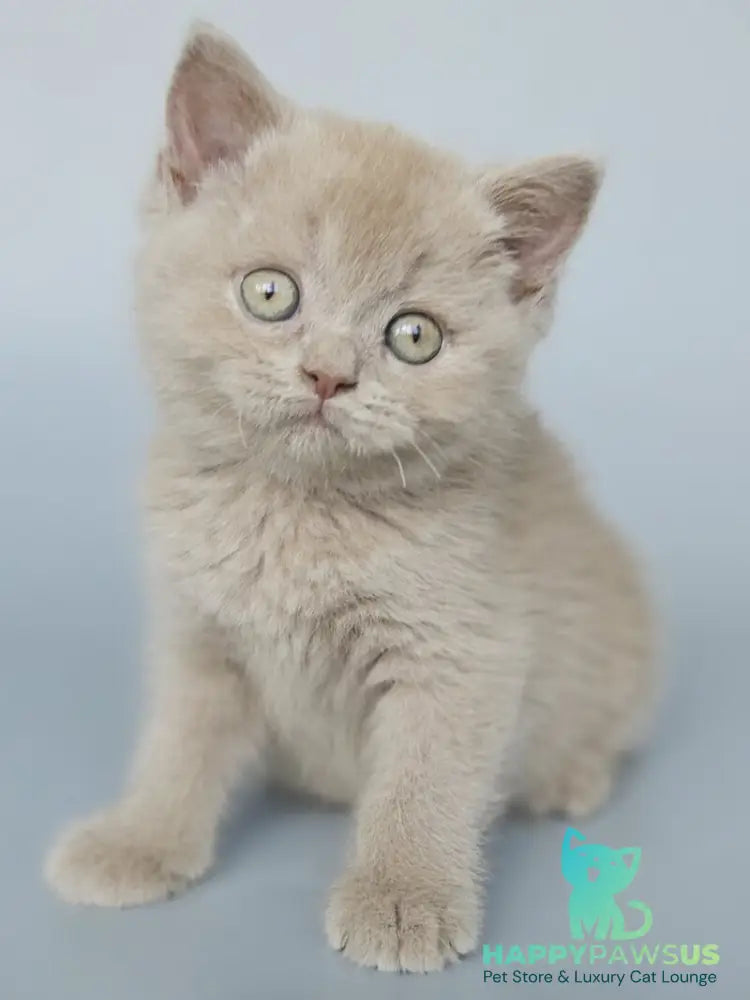 Aster British Shorthair female fawn - live animals