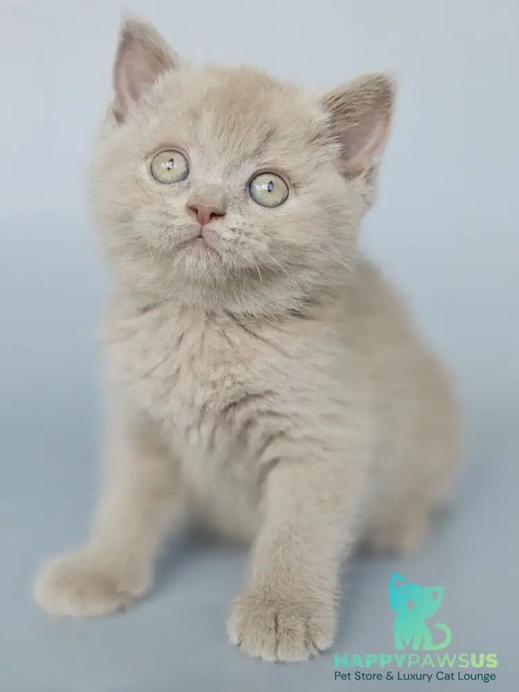 Aster British Shorthair female fawn - live animals