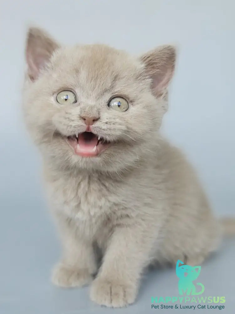 Aster British Shorthair female fawn - live animals