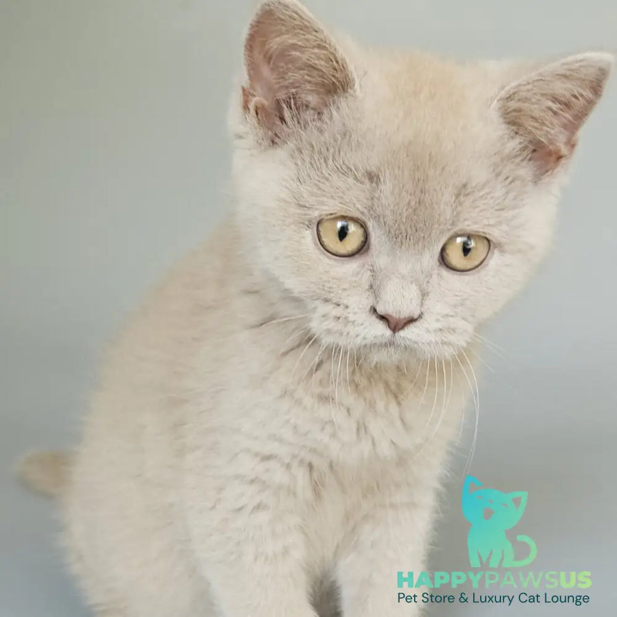 Aster British Shorthair female fawn - live animals