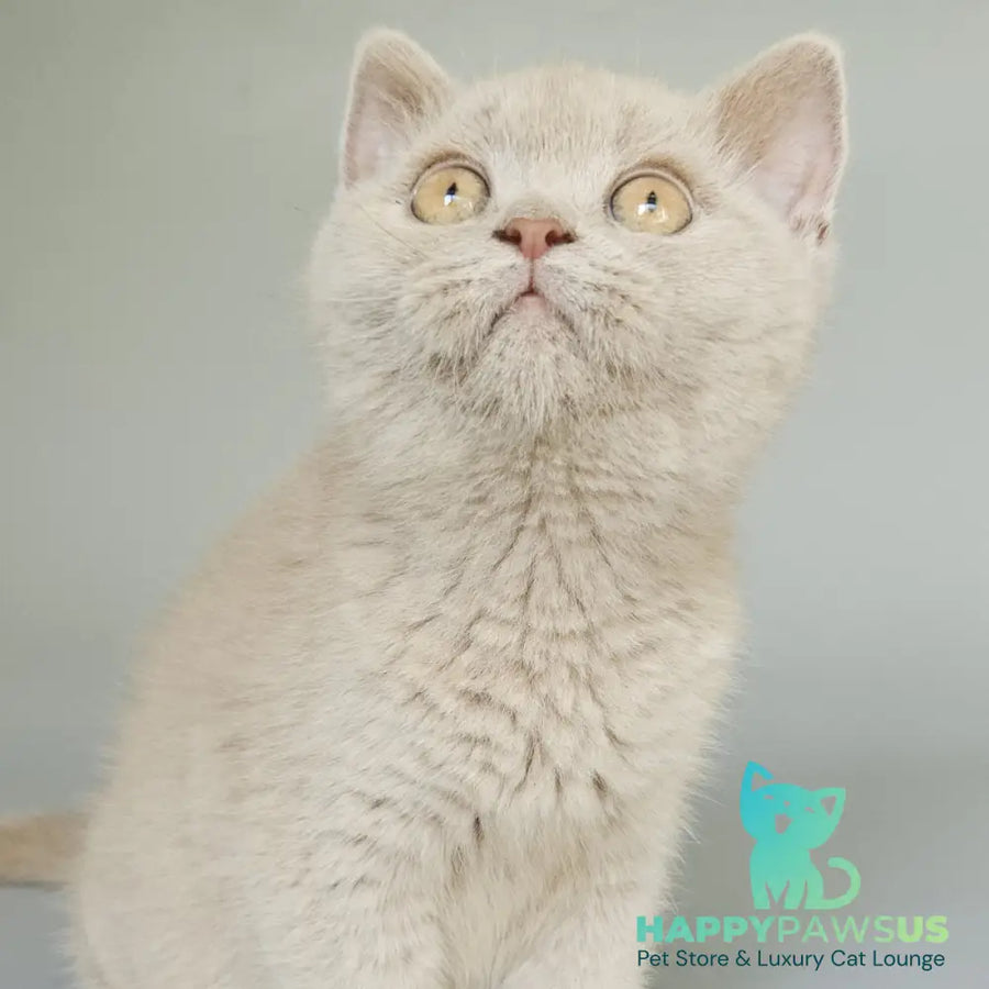 Aster British Shorthair female fawn - live animals