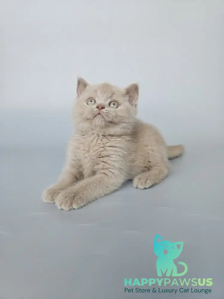 Aster British Shorthair female fawn - live animals