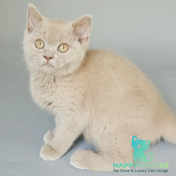 Aster British Shorthair female fawn - live animals