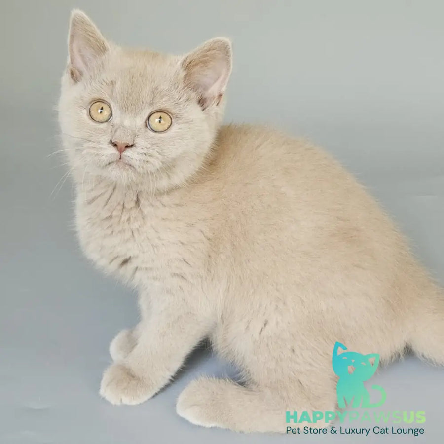 Aster British Shorthair female fawn - live animals