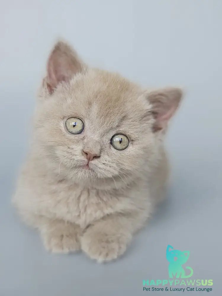 Aster British Shorthair female fawn - live animals