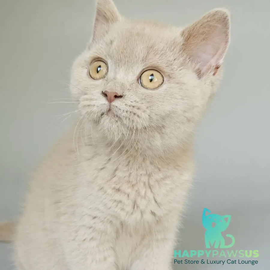 Aster British Shorthair female fawn - live animals