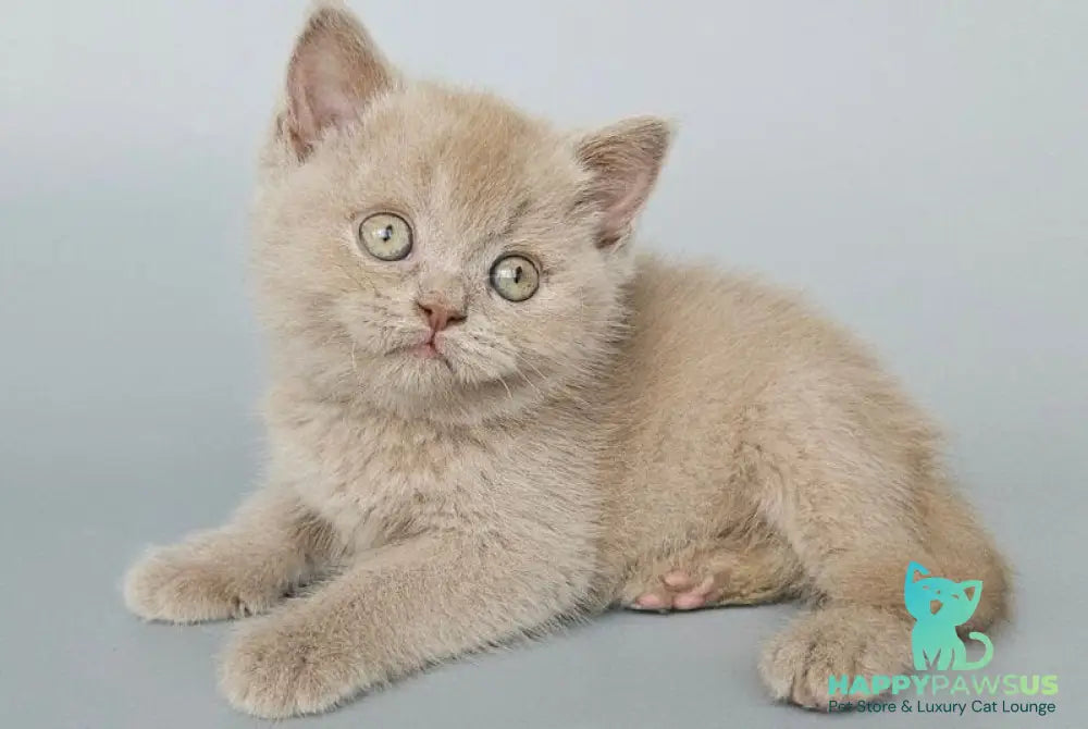 Aster British Shorthair female fawn - live animals