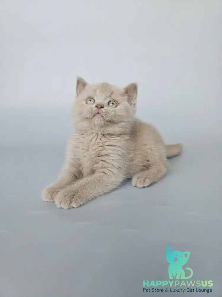 Aster British Shorthair female fawn - live animals