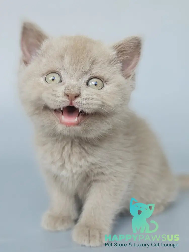 Aster British Shorthair female fawn - live animals