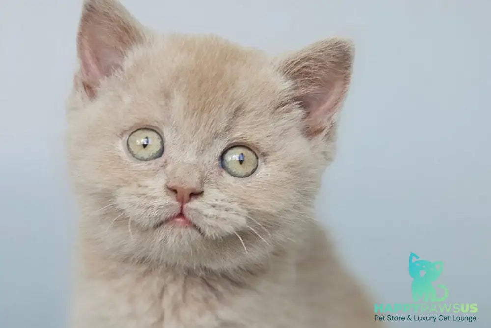 Aster British Shorthair female fawn - live animals