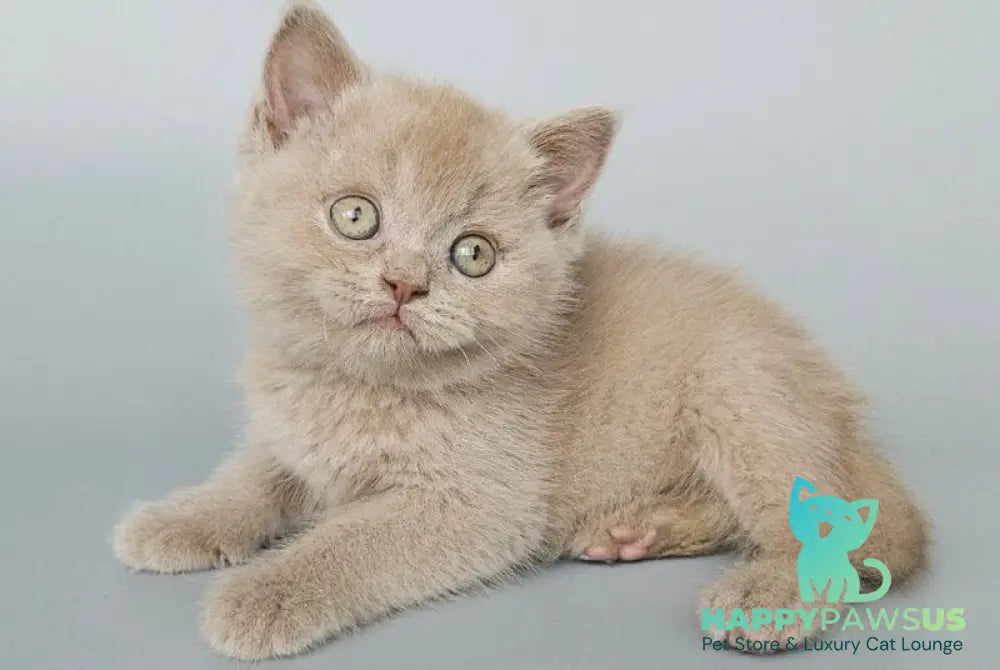 Aster British Shorthair female fawn - live animals