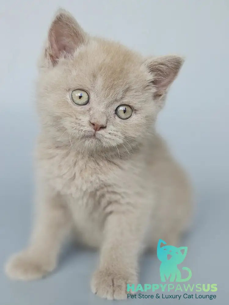 Aster British Shorthair female fawn - live animals