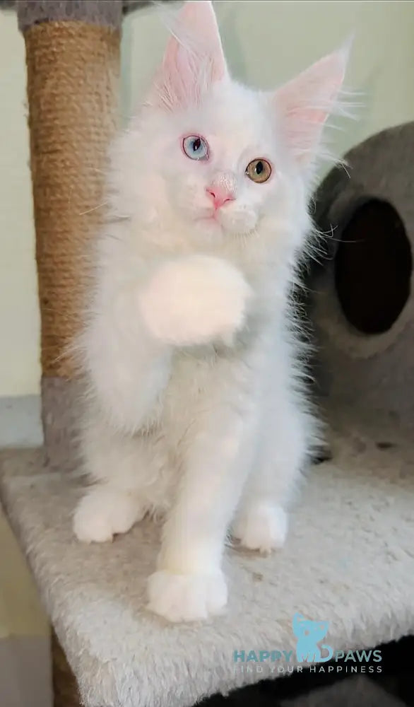 Aster Maine Coon female white live animals